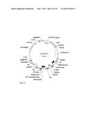 GENE EXPRESSION SYSTEM USING ALTERNATIVE SPLICING IN INSECTS diagram and image