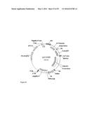 GENE EXPRESSION SYSTEM USING ALTERNATIVE SPLICING IN INSECTS diagram and image