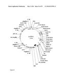 GENE EXPRESSION SYSTEM USING ALTERNATIVE SPLICING IN INSECTS diagram and image