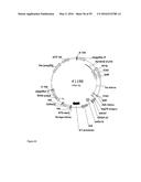 GENE EXPRESSION SYSTEM USING ALTERNATIVE SPLICING IN INSECTS diagram and image