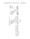 SIGNAL AMPLIFICATION OF FLUORESCENCE IN SITU HYBRIDIZATION diagram and image