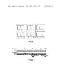 USE OF ID4 FOR DIAGNOSIS AND TREATMENT OF CANCER diagram and image