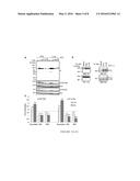 IL-34 RECEPTOR ASSAYS AND USES THEREOF diagram and image