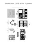 NOVEL MAGNETIC RESONANCE IMAGE TECHNIQUE FOR IMAGING AND EVALUATING     COLLATERAL CIRCULATION diagram and image