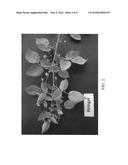Raspberry plant named  PIRINGER  diagram and image