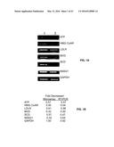 Methods and Compositions for the Treatment of Body Weight Related     Disorders diagram and image