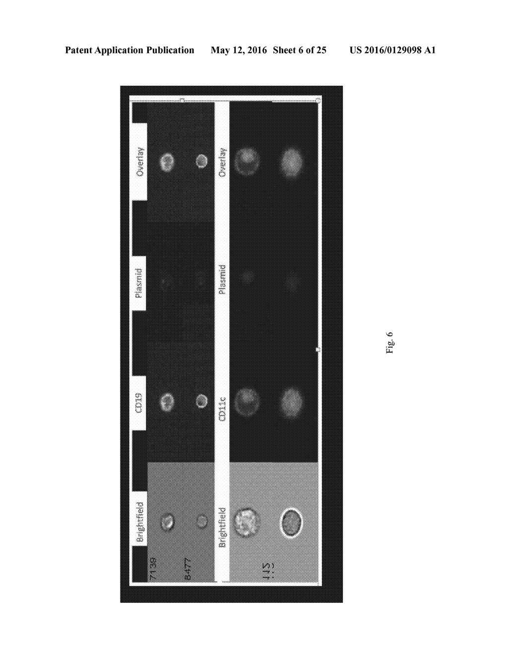 TARGETING DNA VACCINES TO B CELLS AS PRIMARY ANTIGEN PRESENTING CELLS - diagram, schematic, and image 07