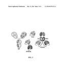 IMMUNOPROTECTIVE PRIMARY MESENCHYMAL STEM CELLS AND METHODS diagram and image