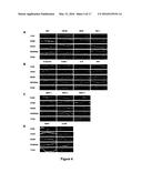 AMNIOTIC MEMBRANE diagram and image