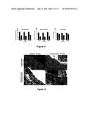 AMNIOTIC MEMBRANE diagram and image