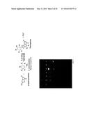 PATHWAY SPECIFIC ASSAYS FOR PREDICTING IRRITABLE BOWEL SYNDROME DIAGNOSIS diagram and image