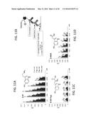 PATHWAY SPECIFIC ASSAYS FOR PREDICTING IRRITABLE BOWEL SYNDROME DIAGNOSIS diagram and image