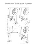 COMPOSITIONS AND METHODS FOR SPECIFIC REGULATION OF PYRUVATE DEHYDROGENASE     KINASE diagram and image