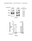 COMPOSITIONS AND METHODS FOR SPECIFIC REGULATION OF PYRUVATE DEHYDROGENASE     KINASE diagram and image