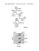 COMPOSITIONS AND METHODS FOR SPECIFIC REGULATION OF PYRUVATE DEHYDROGENASE     KINASE diagram and image