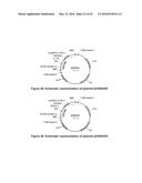 OPTIMIZED NON-CANONICAL ZINC FINGER PROTEINS diagram and image