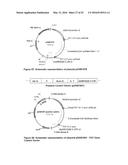 OPTIMIZED NON-CANONICAL ZINC FINGER PROTEINS diagram and image