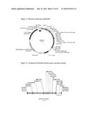 OPTIMIZED NON-CANONICAL ZINC FINGER PROTEINS diagram and image