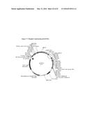 OPTIMIZED NON-CANONICAL ZINC FINGER PROTEINS diagram and image