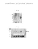 OPTIMIZED NON-CANONICAL ZINC FINGER PROTEINS diagram and image