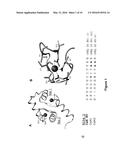 New uranium-chelating peptides derived from EF-hand calcium-binding motif     useful for uranium biodetection and biodecontamination diagram and image