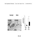 NOTCH INHIBITION IN THE TREATMENT AND PREVENTION OF OBESITY diagram and image