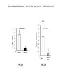 NOTCH INHIBITION IN THE TREATMENT AND PREVENTION OF OBESITY diagram and image