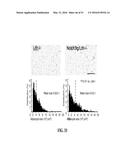 NOTCH INHIBITION IN THE TREATMENT AND PREVENTION OF OBESITY diagram and image