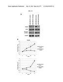 NOVEL ANTI-NODAL ANTIBODIES AND METHODS OF USING SAME diagram and image