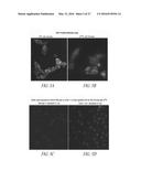 ANTIBODIES TO THE B12-TRANSCOBALAMIN RECEPTOR diagram and image