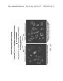 ANTIBODIES TO THE B12-TRANSCOBALAMIN RECEPTOR diagram and image