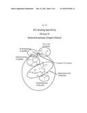 GLYCAN-INTERACTING COMPOUNDS AND METHODS OF USE diagram and image