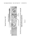 COMPOSITIONS COMPRISING CHIMERIC ANTIGEN RECEPTORS, T CELLS COMPRISING THE     SAME, AND METHODS OF USING THE SAME diagram and image