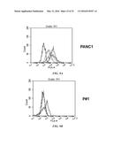 COMPOSITIONS COMPRISING CHIMERIC ANTIGEN RECEPTORS, T CELLS COMPRISING THE     SAME, AND METHODS OF USING THE SAME diagram and image