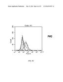 COMPOSITIONS COMPRISING CHIMERIC ANTIGEN RECEPTORS, T CELLS COMPRISING THE     SAME, AND METHODS OF USING THE SAME diagram and image