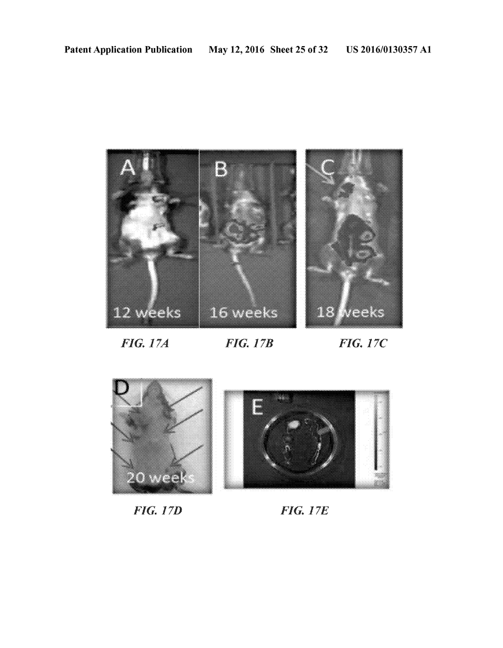 COMPOSITIONS COMPRISING CHIMERIC ANTIGEN RECEPTORS, T CELLS COMPRISING THE     SAME, AND METHODS OF USING THE SAME - diagram, schematic, and image 26