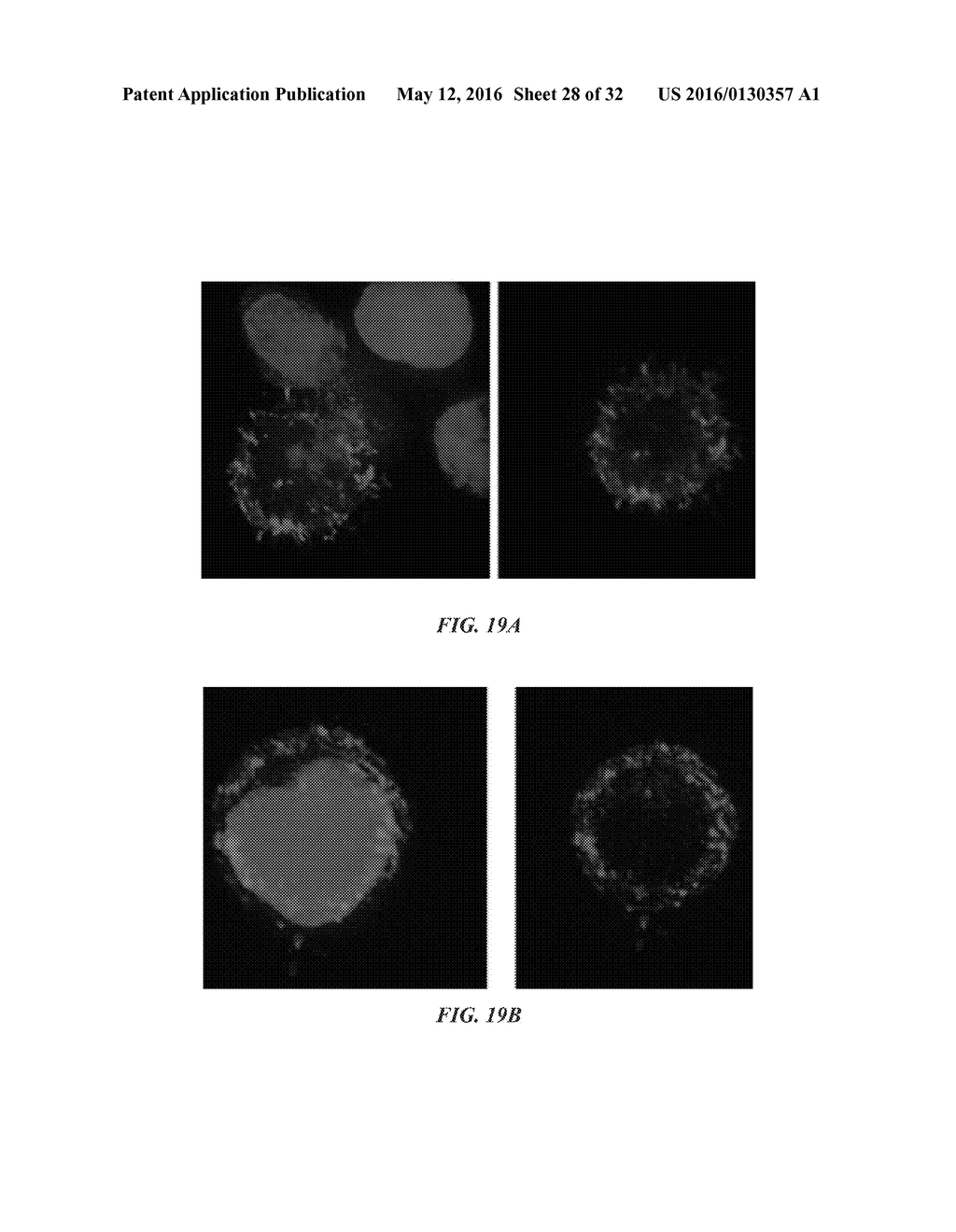 COMPOSITIONS COMPRISING CHIMERIC ANTIGEN RECEPTORS, T CELLS COMPRISING THE     SAME, AND METHODS OF USING THE SAME - diagram, schematic, and image 29