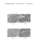 COMPOSITIONS AND STRUCTURES INCLUDING NONAGGREGATED STABILIZED CHARGED     POLYSACCHARIDE NANOFIBERS, METHODS OF MAKING NONAGGREGATED STABILIZED     CHARGED POLYSACCHARIDE NANOFIBERS, AND METHOD OF MAKING STRUCTURES diagram and image