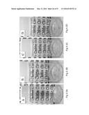 COMPOSITIONS AND STRUCTURES INCLUDING NONAGGREGATED STABILIZED CHARGED     POLYSACCHARIDE NANOFIBERS, METHODS OF MAKING NONAGGREGATED STABILIZED     CHARGED POLYSACCHARIDE NANOFIBERS, AND METHOD OF MAKING STRUCTURES diagram and image