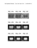 APPARATUS FOR MAKING ENGINEERED TISSUE USING SELF-ASSEMBLING CELL     AGGREGATES diagram and image