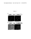 CELL POPULATIONS, METHODS OF TRANSDIFFERENTIATION AND METHODS OF USE     THEREOF diagram and image