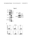 NUCLEOTIDE SEQUENCE MOTIFS DIRECTING NUCLEIC ACID LOCATION TO     EXTRACELLULAR VESICLES diagram and image