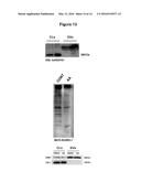 NUCLEOTIDE SEQUENCE MOTIFS DIRECTING NUCLEIC ACID LOCATION TO     EXTRACELLULAR VESICLES diagram and image