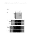 ADIPOCYTE-TARGETING NON-VIRAL GENE DELIVERY SYSTEM diagram and image