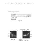 Single Cell Nucleic Acid Detection and Analysis diagram and image