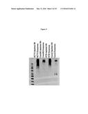 TUMOR MARKER, MONOCLONAL ANTIBODIES AND METHODS OF USE THEREOF diagram and image