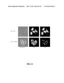 METHOD AND KIT FOR ASSESSING VIABLE CELLS diagram and image