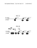 CELL STABILIZATION diagram and image