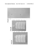 BODY LUMEN GRAFT BASE, PRODUCTION METHOD OF BODY LUMEN GRAFT BASE, AND     BODY LUMEN GRAFT USING THE SAME diagram and image