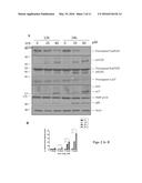 Pharmaceutical compositions of Anisomelic acid and the use thereof diagram and image